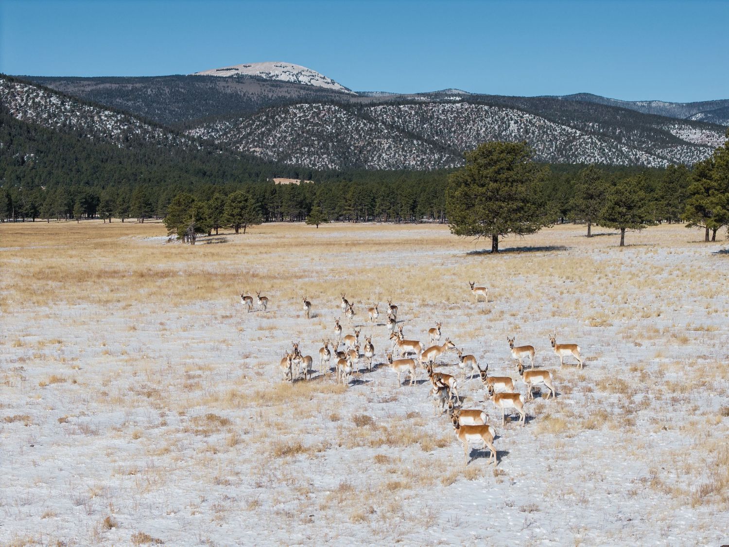 A herd of pronghorn antelope grazes on a snowy meadow with pine trees and snow-capped mountains in the background.