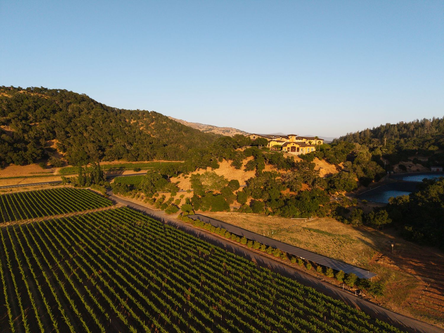 Aerial view of lush vineyard rows with a hillside winery estate surrounded by golden oak trees at sunset.