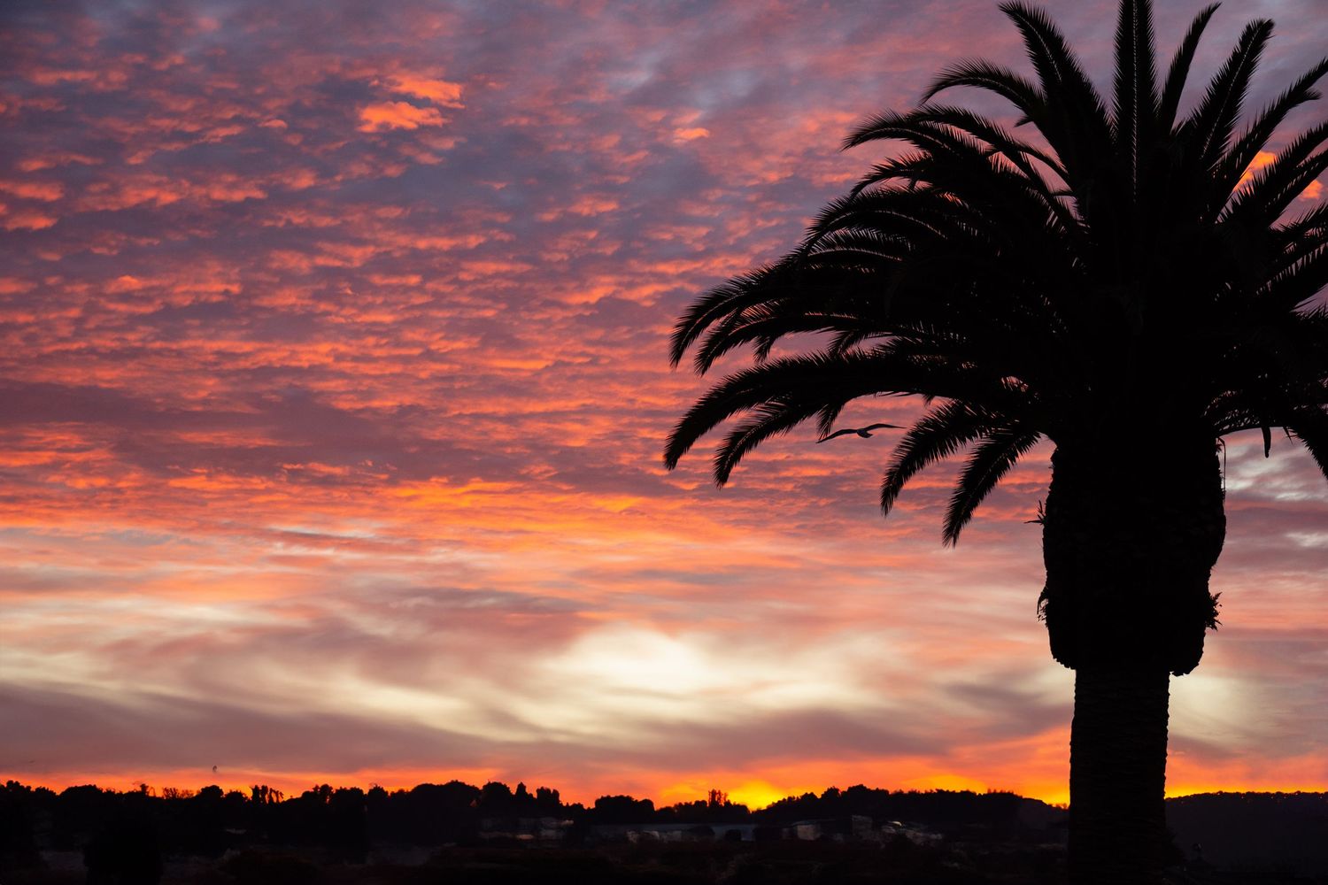 Dramatic sunset sky with silhouetted palm trees against vibrant orange and red clouds.