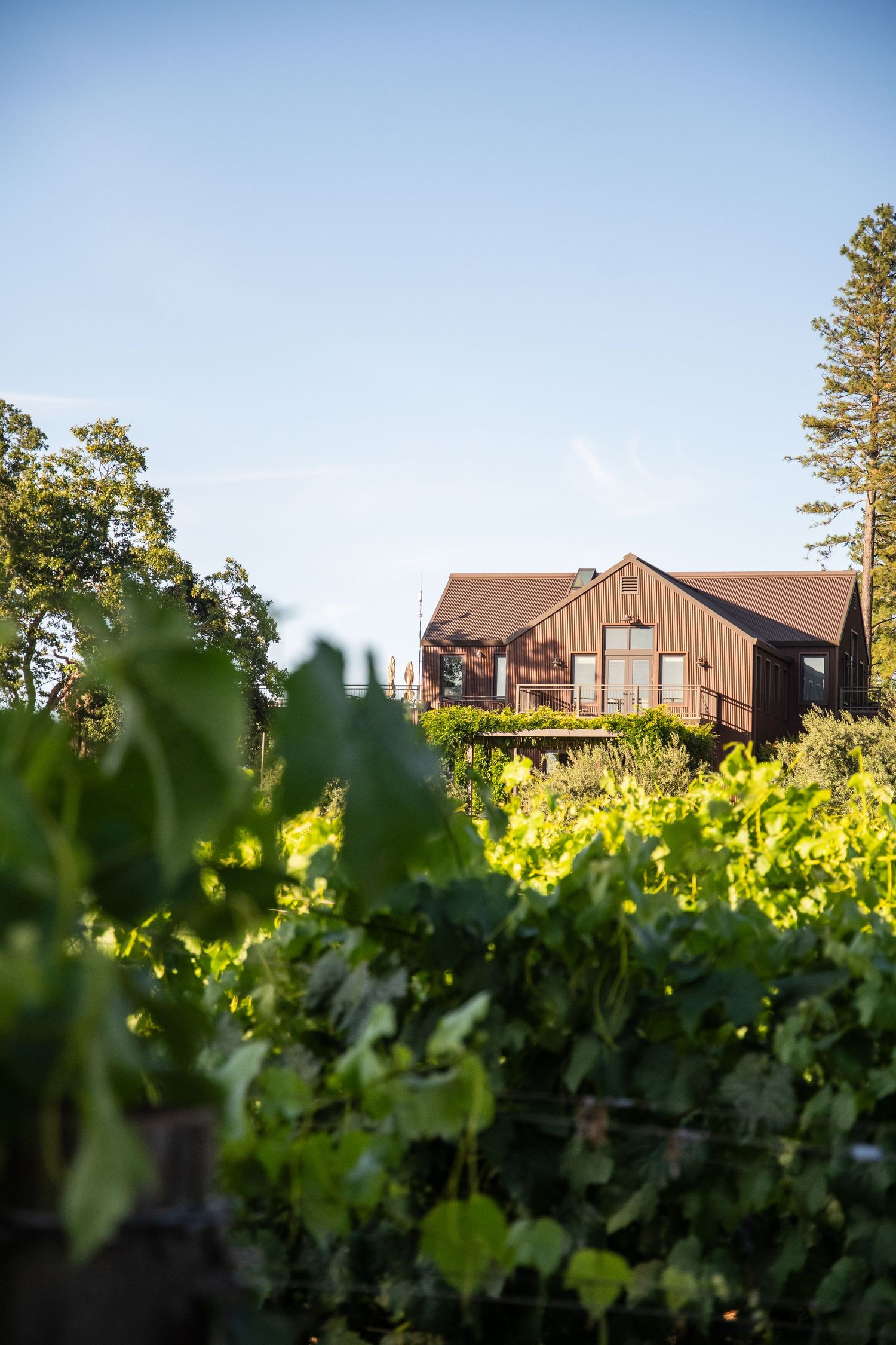 Rustic brown winery building surrounded by lush green vineyard rows under a clear blue sky.