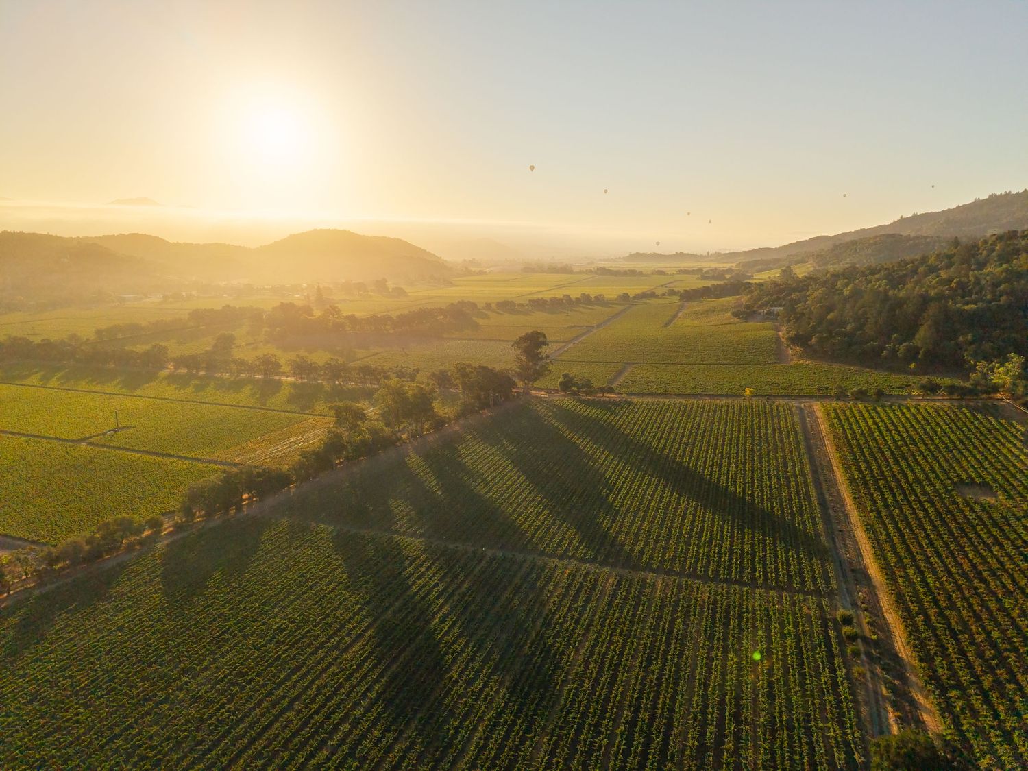 Aerial view of lush green vineyard rows at golden sunset with rolling hills and hot air balloons in Napa Valley.