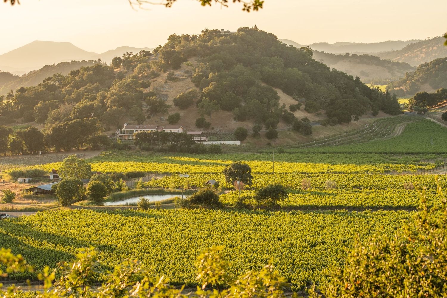 Aerial view of lush green vineyard rows in Napa Valley with rolling hills and golden sunset light.