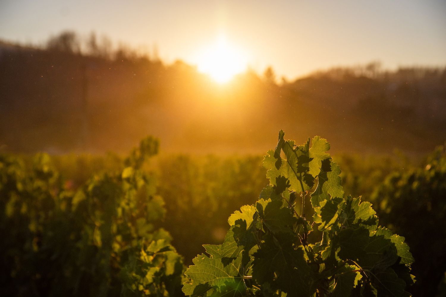 Golden sunlight illuminates lush grapevines in a vineyard at sunset creating a warm atmospheric glow.