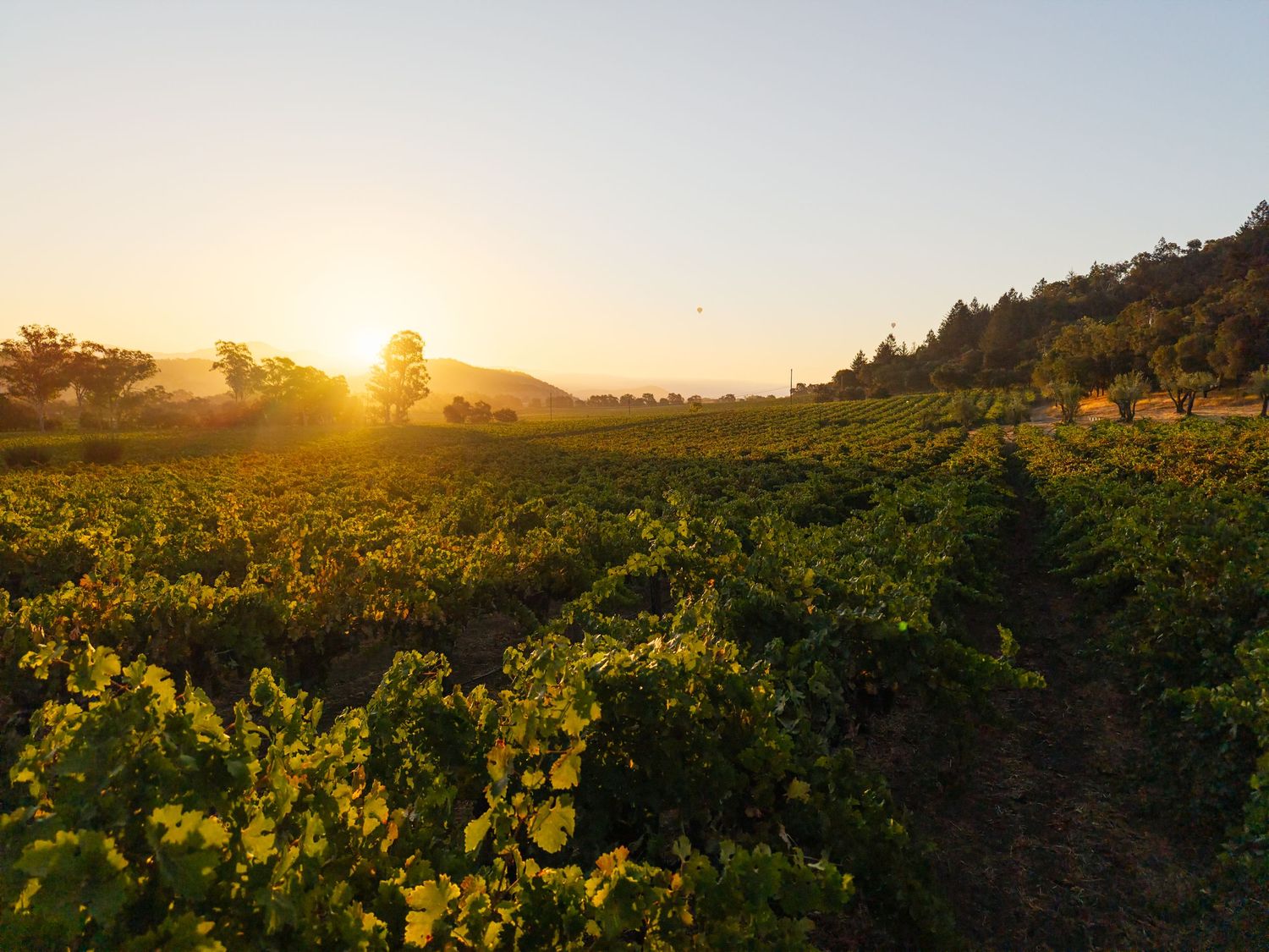 Sunset over lush vineyard rows with golden light, green grapevines, and tree-covered hills in the background.