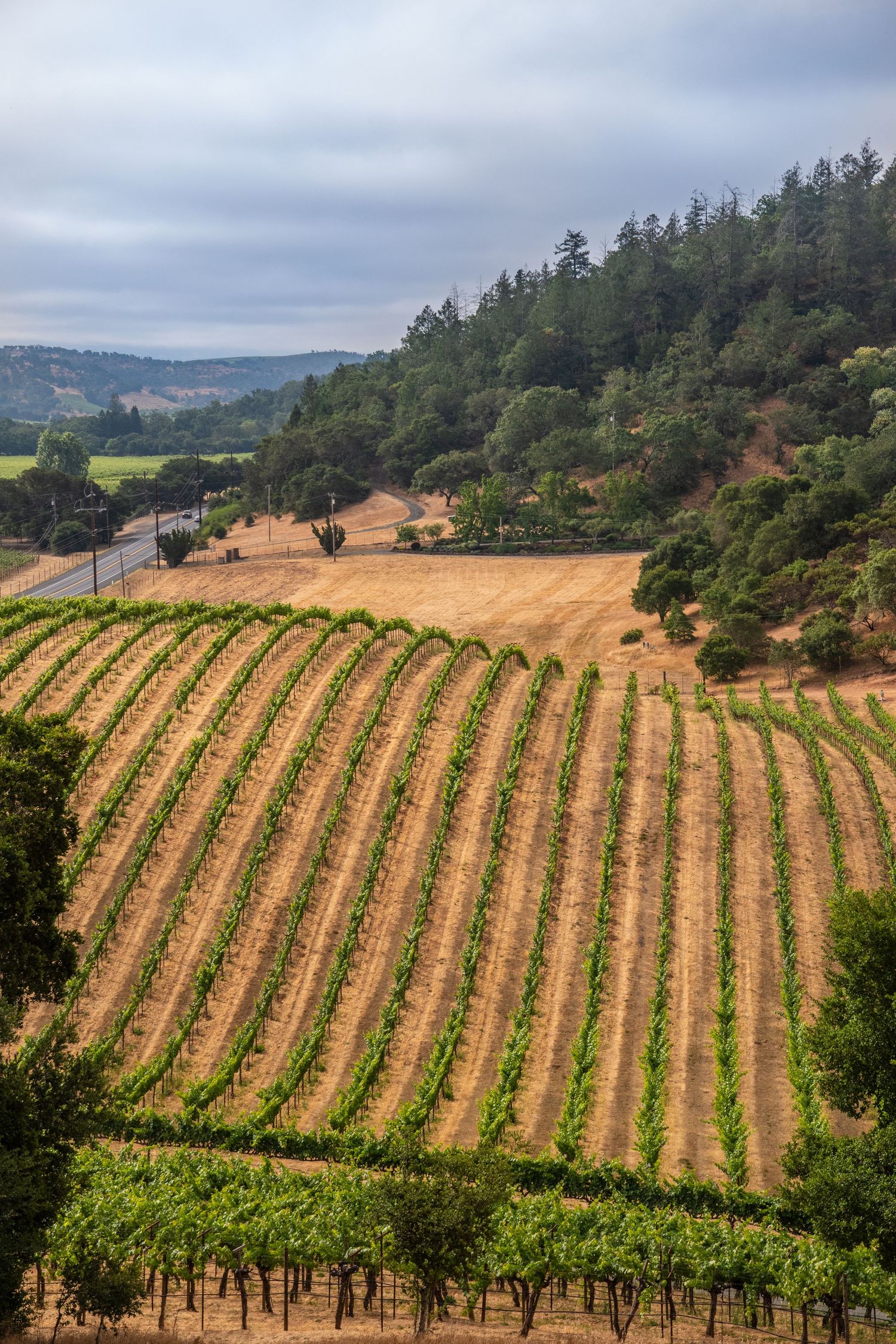 Rows of grapevines on a hillside vineyard under overcast skies with forested hills in the background.