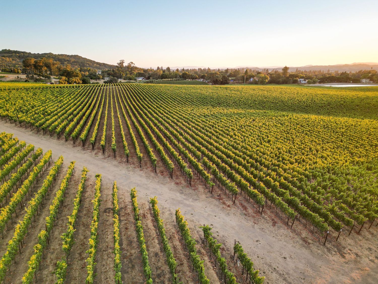 Aerial view of lush green vineyard rows at golden hour with rolling hills and warm sunset light in Napa Valley.