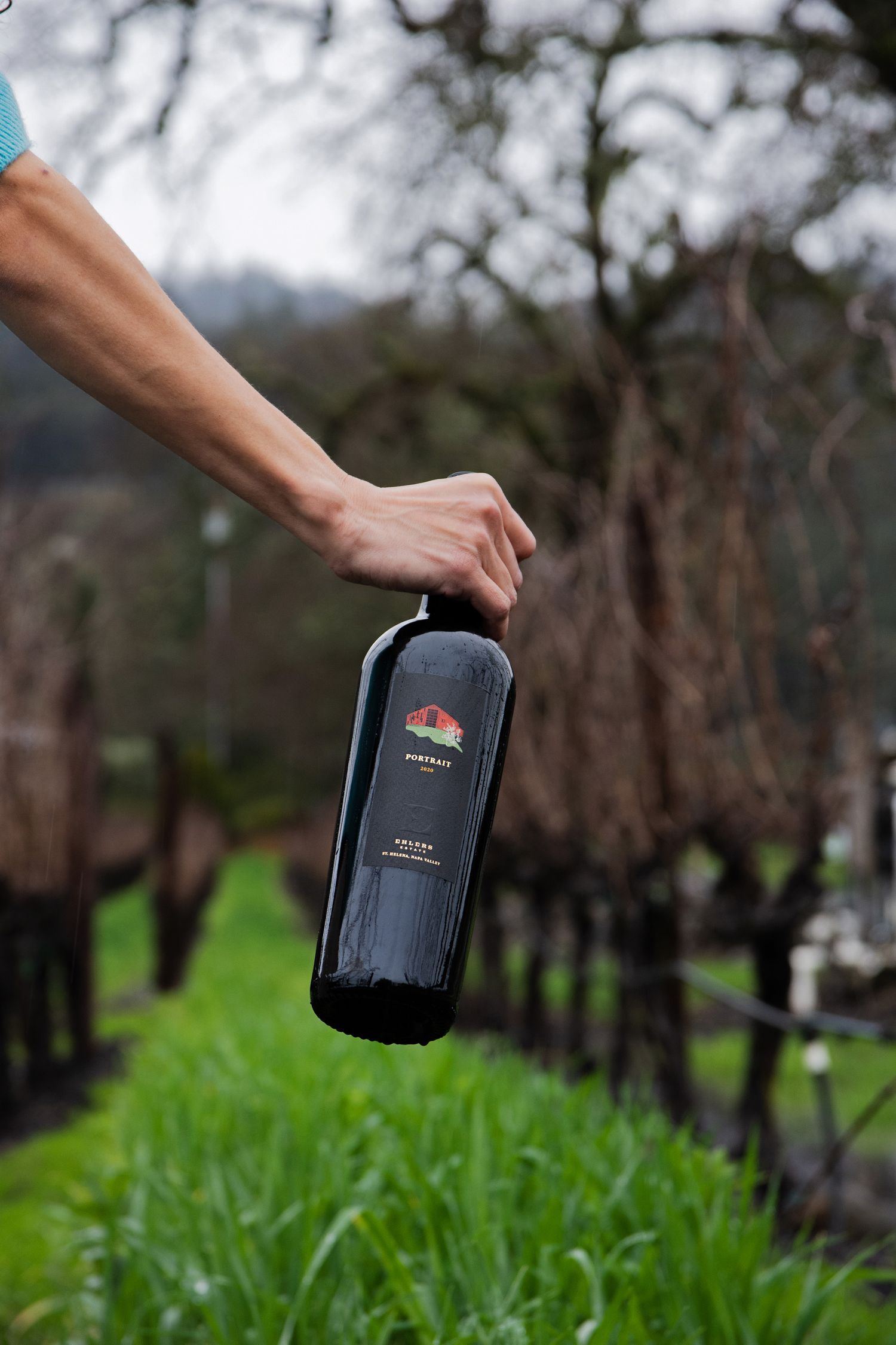 Hand holding wine bottle against backdrop of dormant winter grapevines.