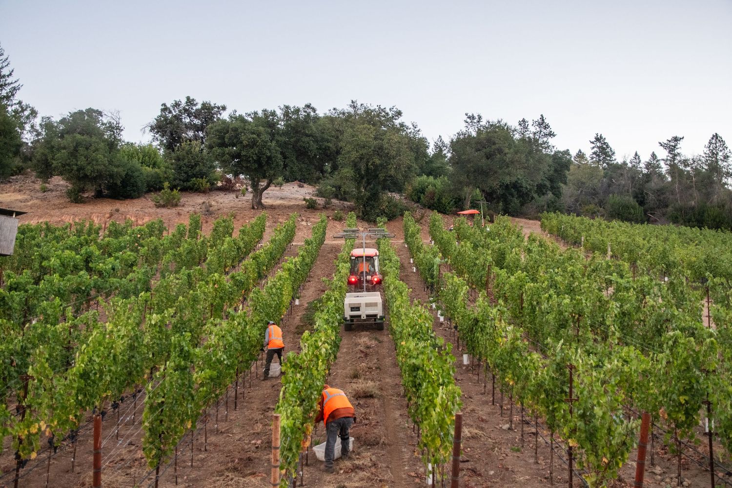 Vineyard workers in orange vests harvest grapes between lush green vine rows while a tractor moves down the dirt path.