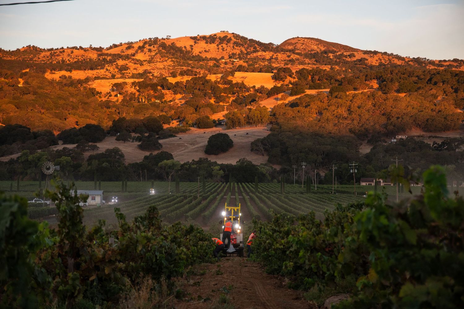 Tractor driving between green grapevine rows in a vineyard at golden hour with sunlit rolling hills in the background.