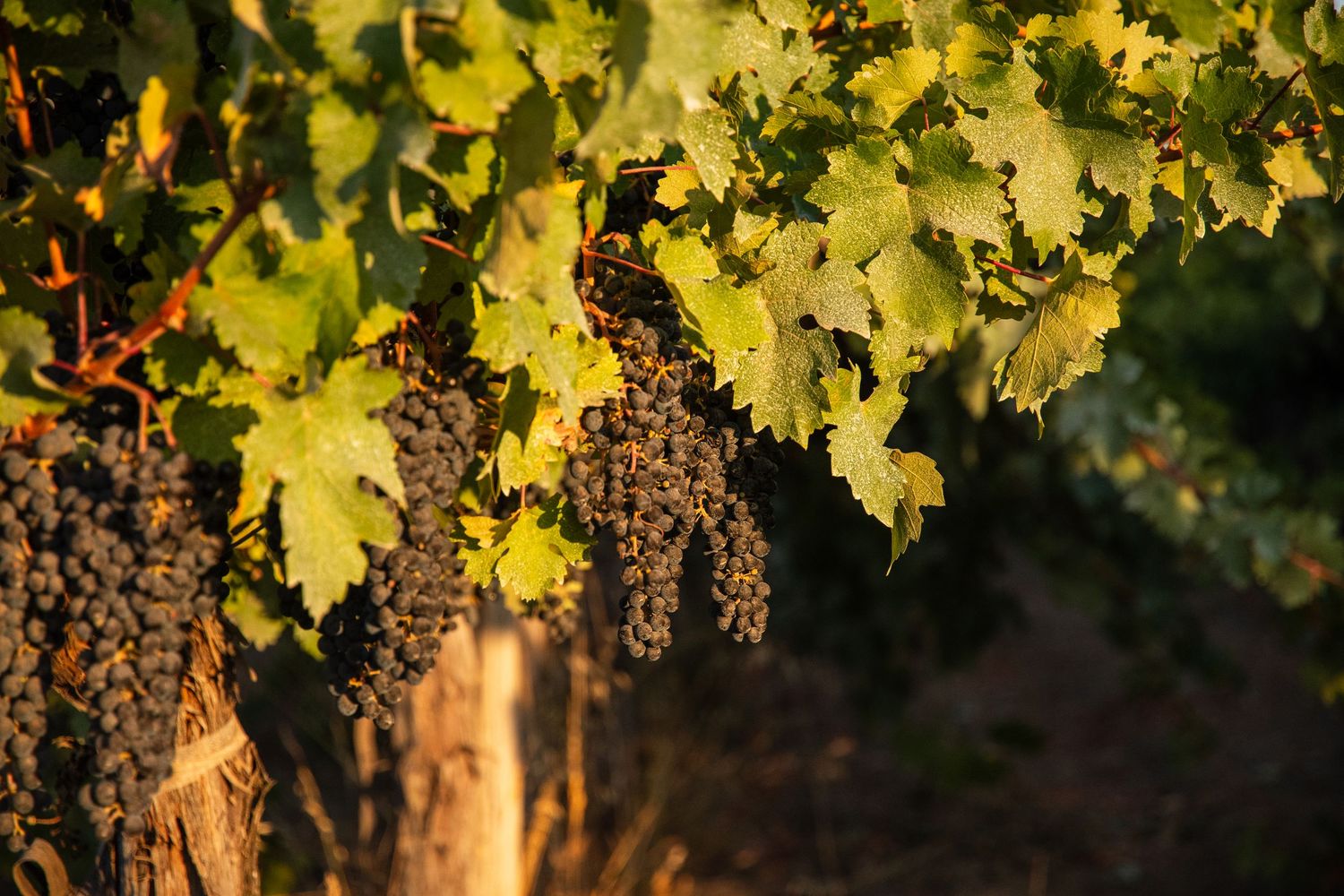 Dark purple wine grapes ripening on the vine with golden green leaves in warm sunlight at a vineyard.