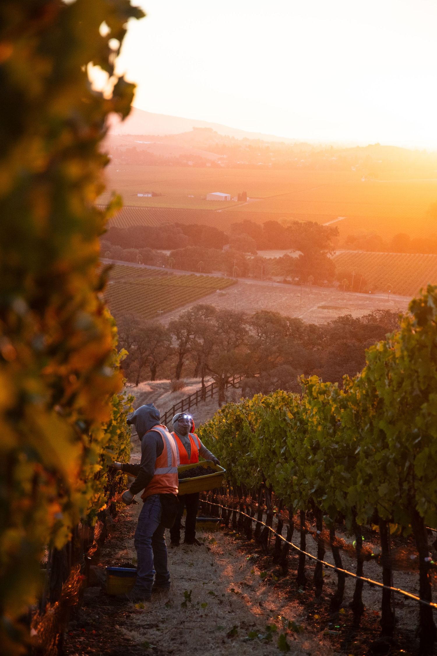 Vineyard workers in orange safety vests harvest grapes along rows of vines at golden sunset overlooking rolling valley hills.