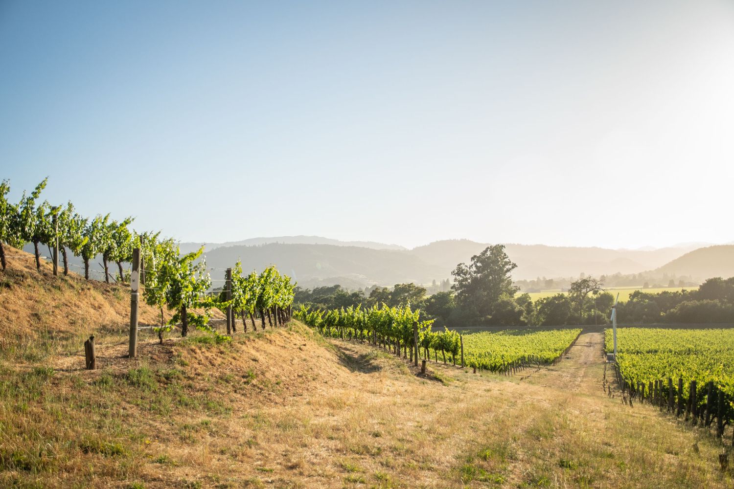 Scenic vineyard rows with lush green grapevines, rolling hills, and a clear sky in a sunlit wine country landscape.