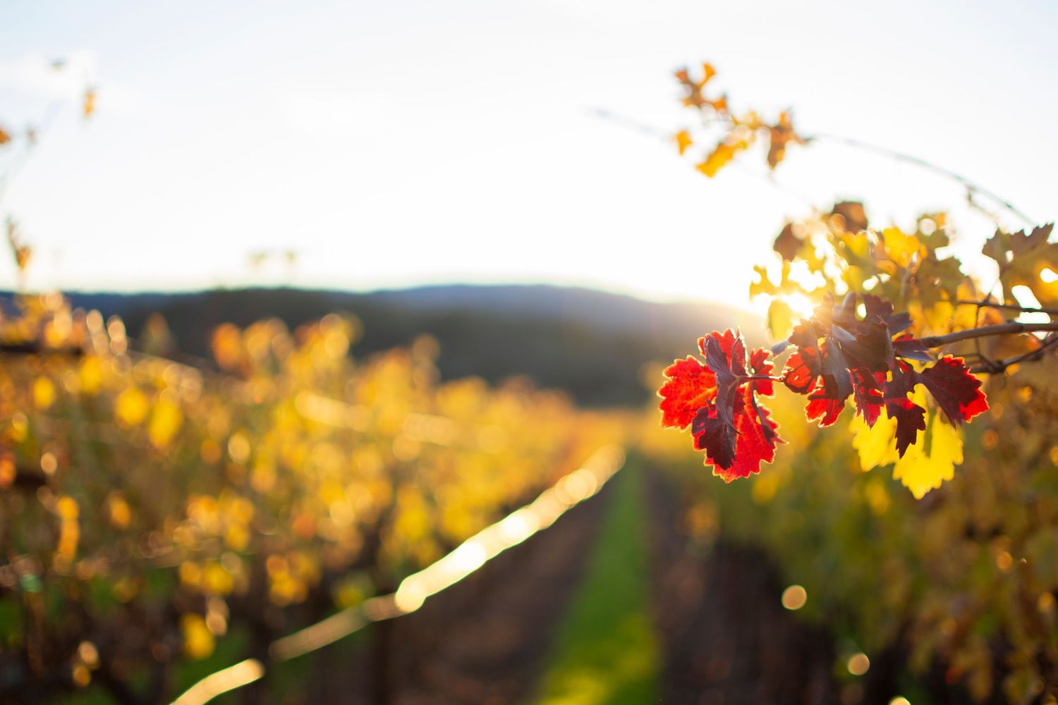 Sunlit grapevines with red autumn leaves in wine country landscape.