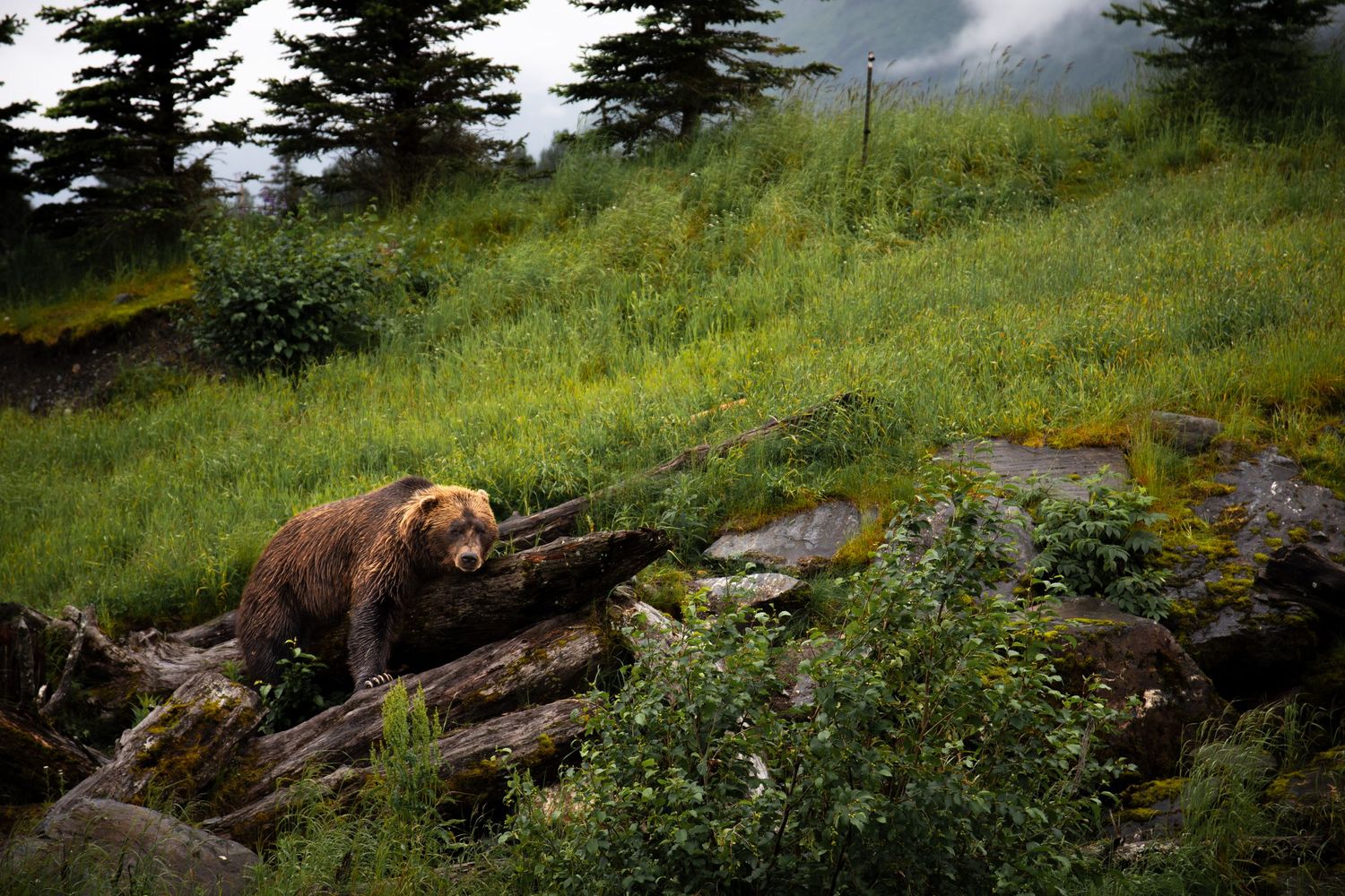 Brown bear resting on fallen logs among wildflowers on mountain slope.