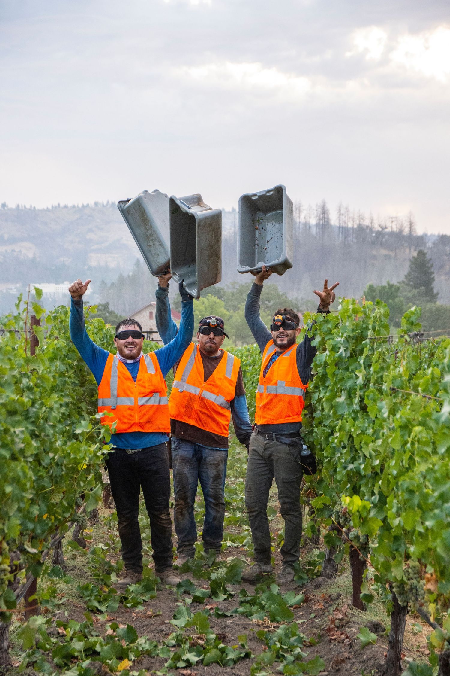 Vineyard workers celebrating in orange safety vests among grape vines on a misty hillside.
