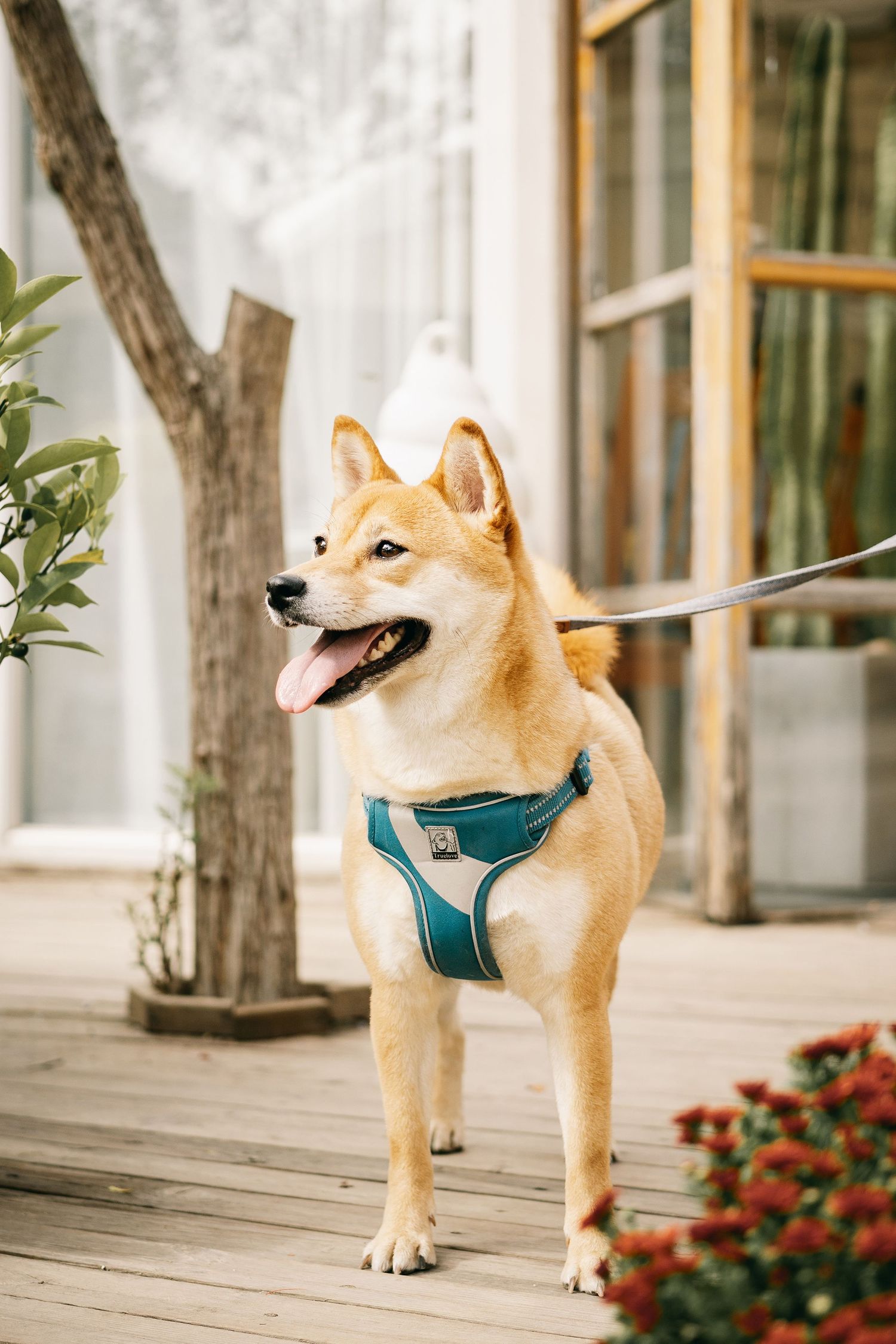 dog portrait photography showing personality and gentle expression by Wesley Yan