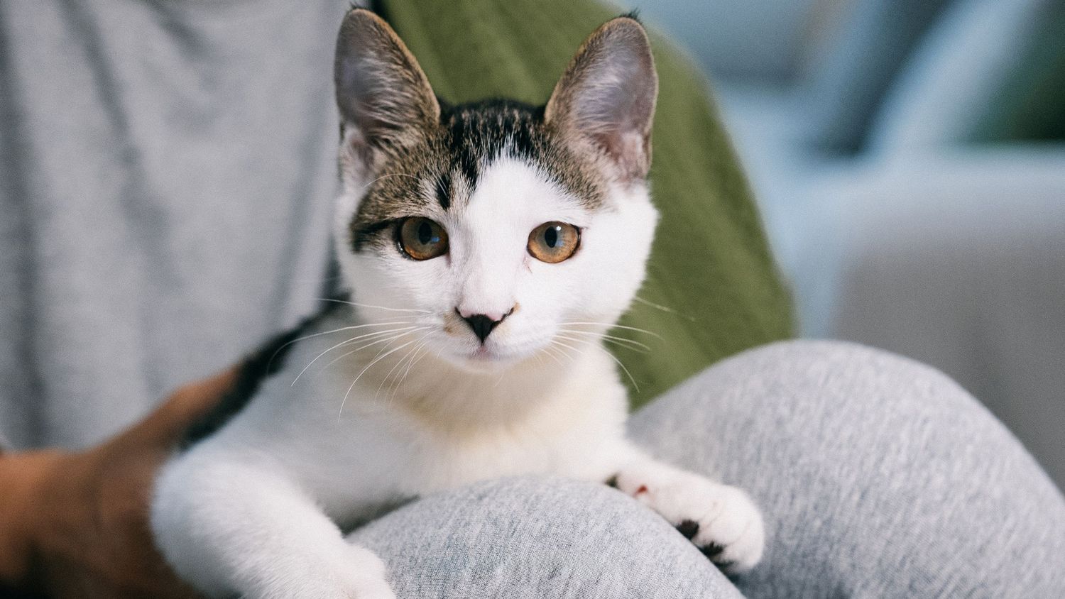 Cat portrait photography showing personality and gentle expression by Wesley Yan