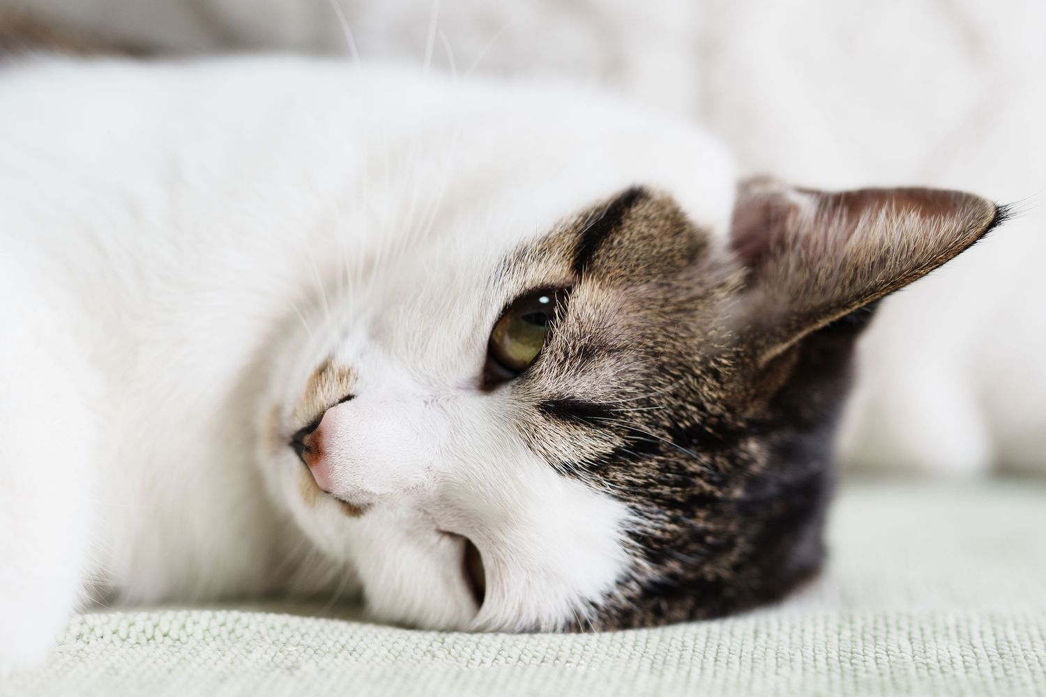 Cat portrait photography showing personality and gentle expression by Wesley Yan