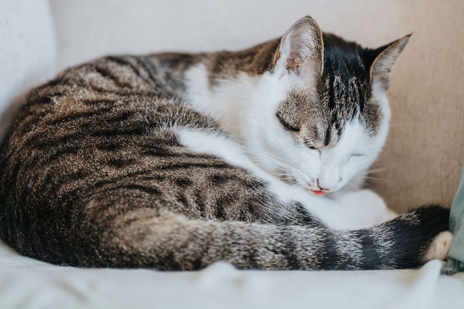 Cat portrait photography showing personality and gentle expression by Wesley Yan