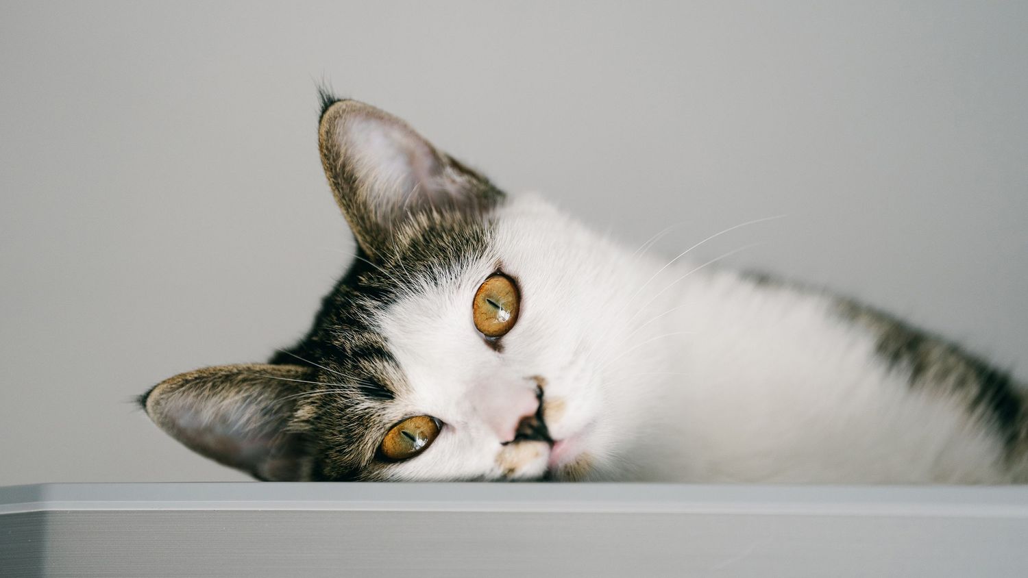 Black cat portrait photography showing personality and gentle expression by Wesley Yan