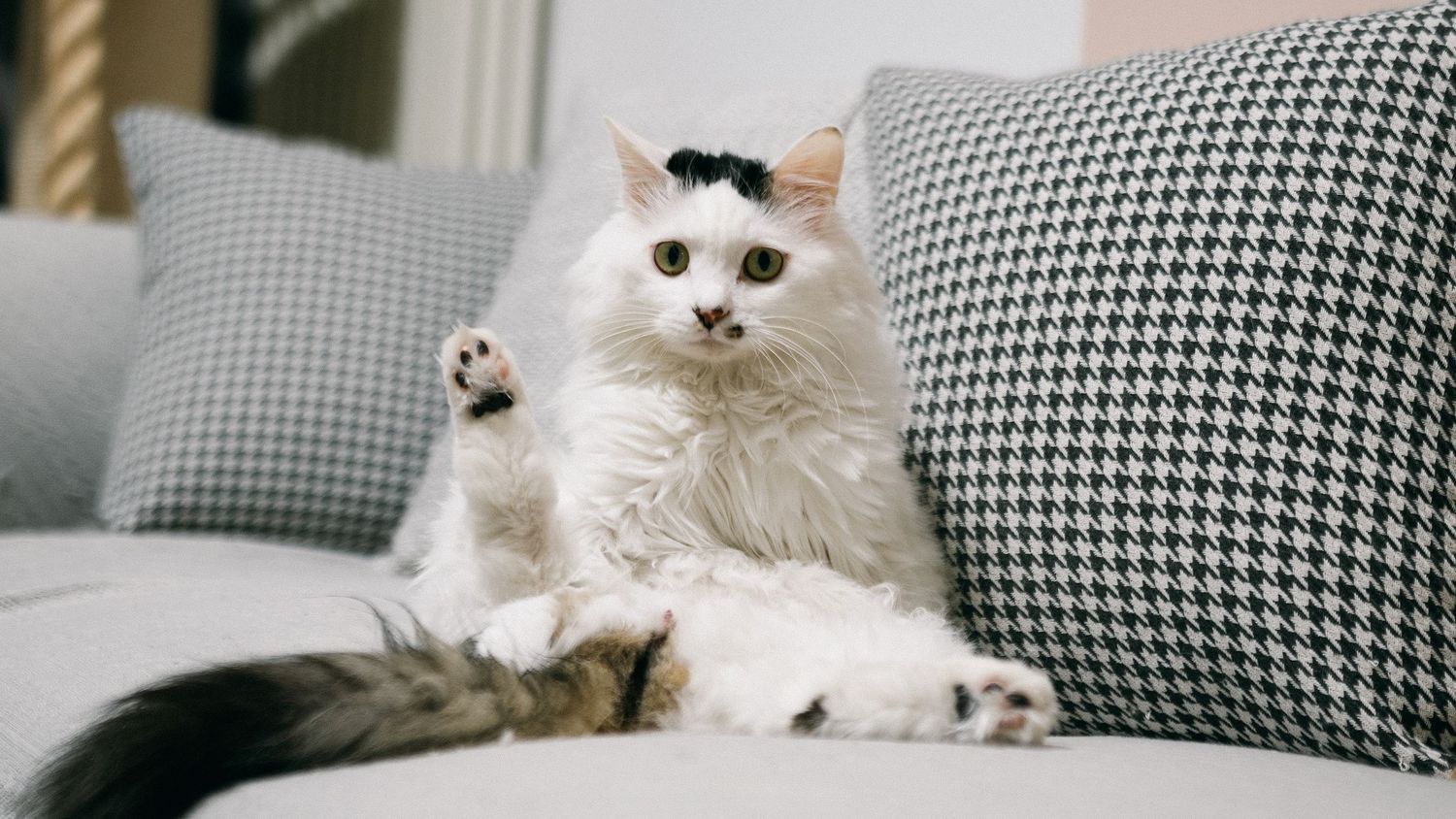 Cat portrait photography showing personality and gentle expression by Wesley Yan