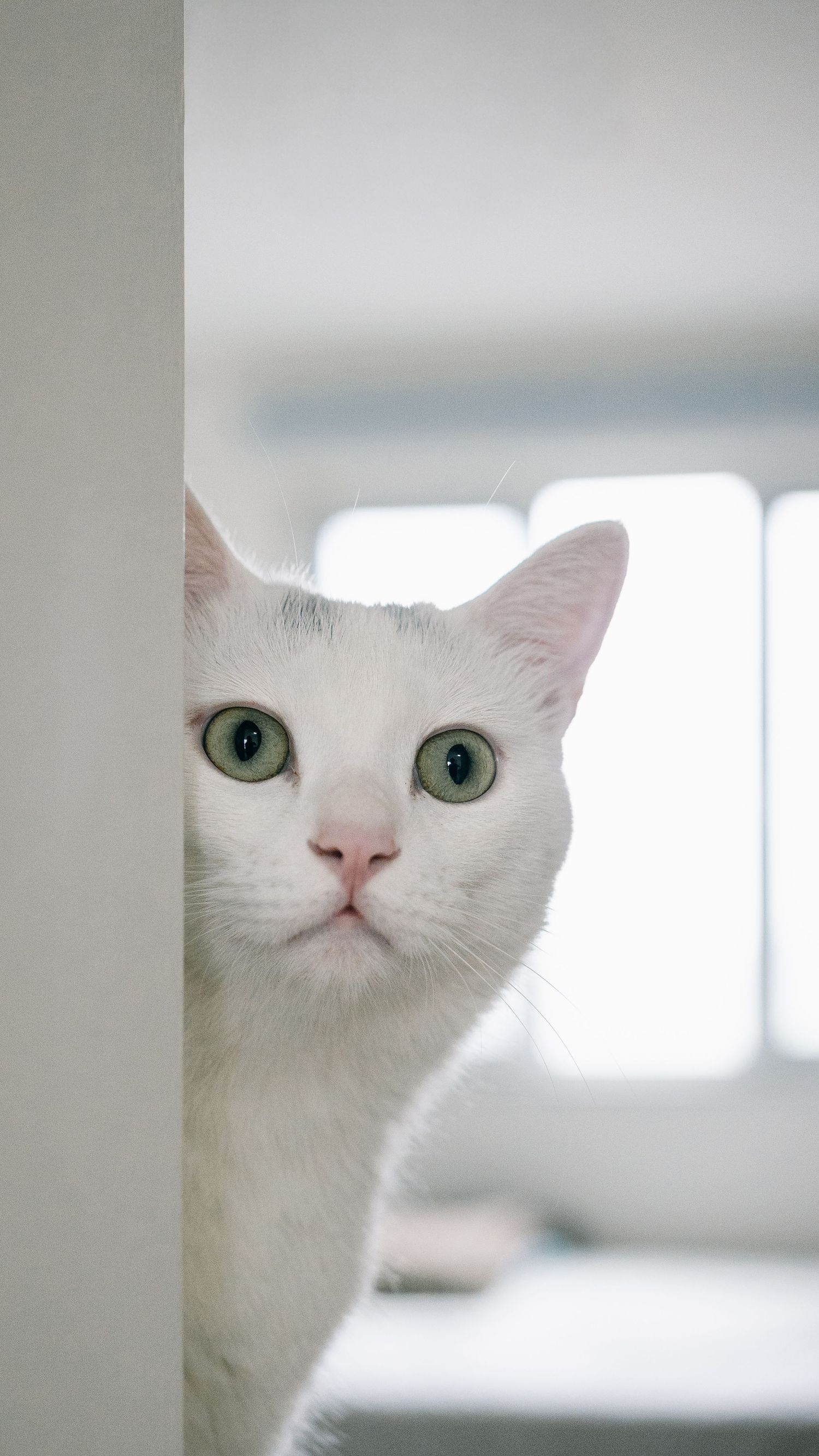 Cat portrait photography showing personality and gentle expression by Wesley Yan