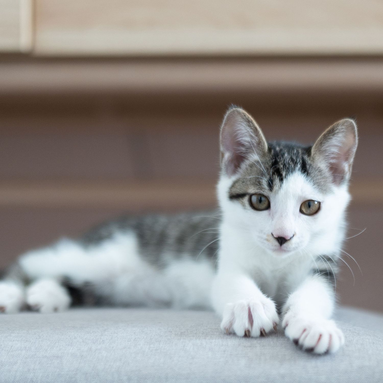 Cat portrait photography showing personality and gentle expression by Wesley Yan