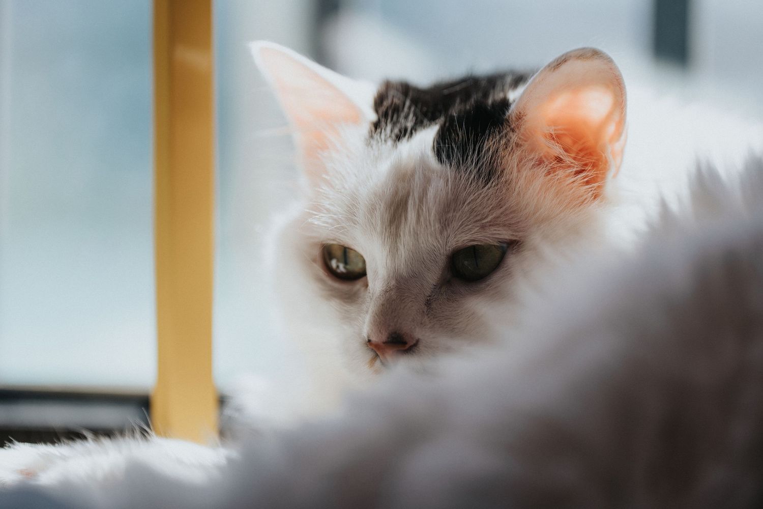 Cat portrait photography showing personality and gentle expression by Wesley Yan