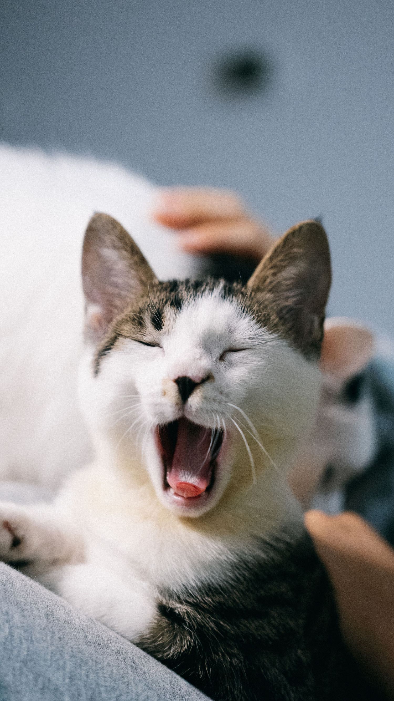 Cat portrait photography showing personality and gentle expression by Wesley Yan