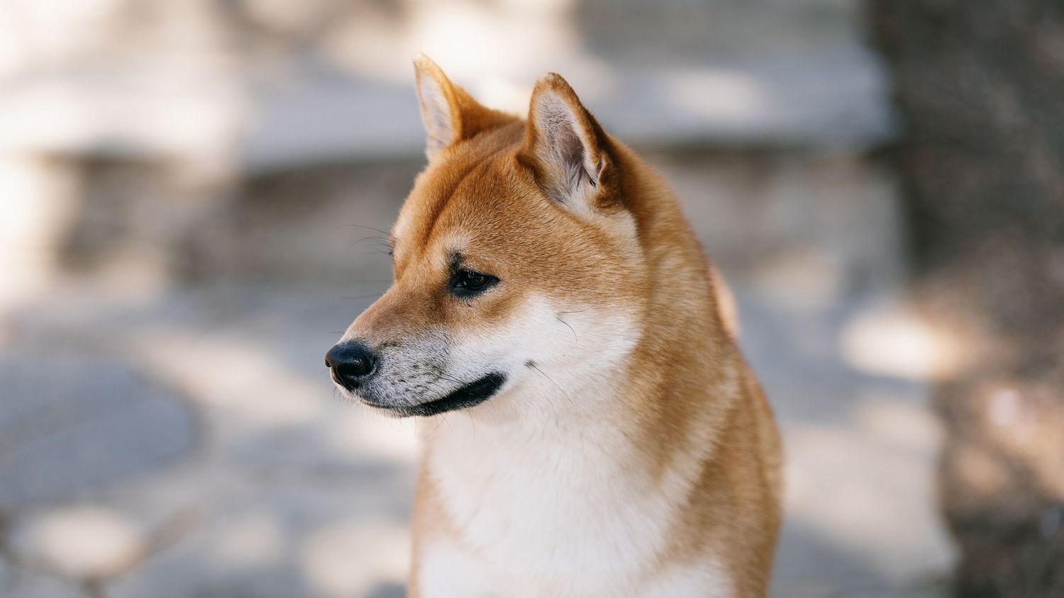 dog portrait photography showing personality and gentle expression by Wesley Yan