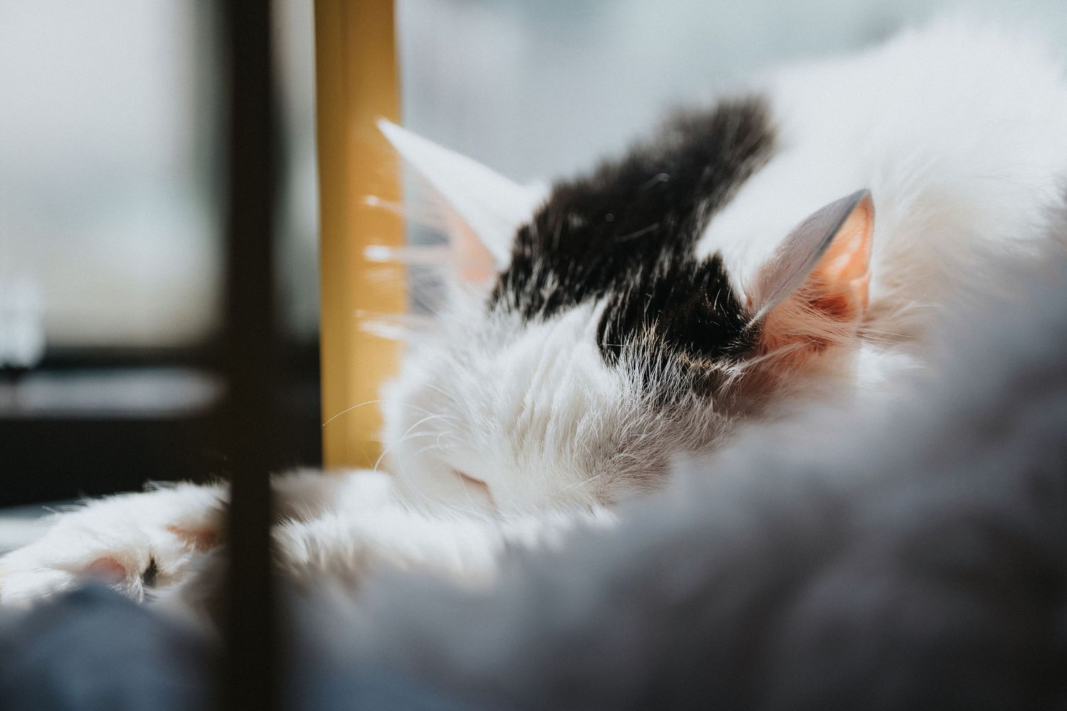 Cat portrait photography showing personality and gentle expression by Wesley Yan