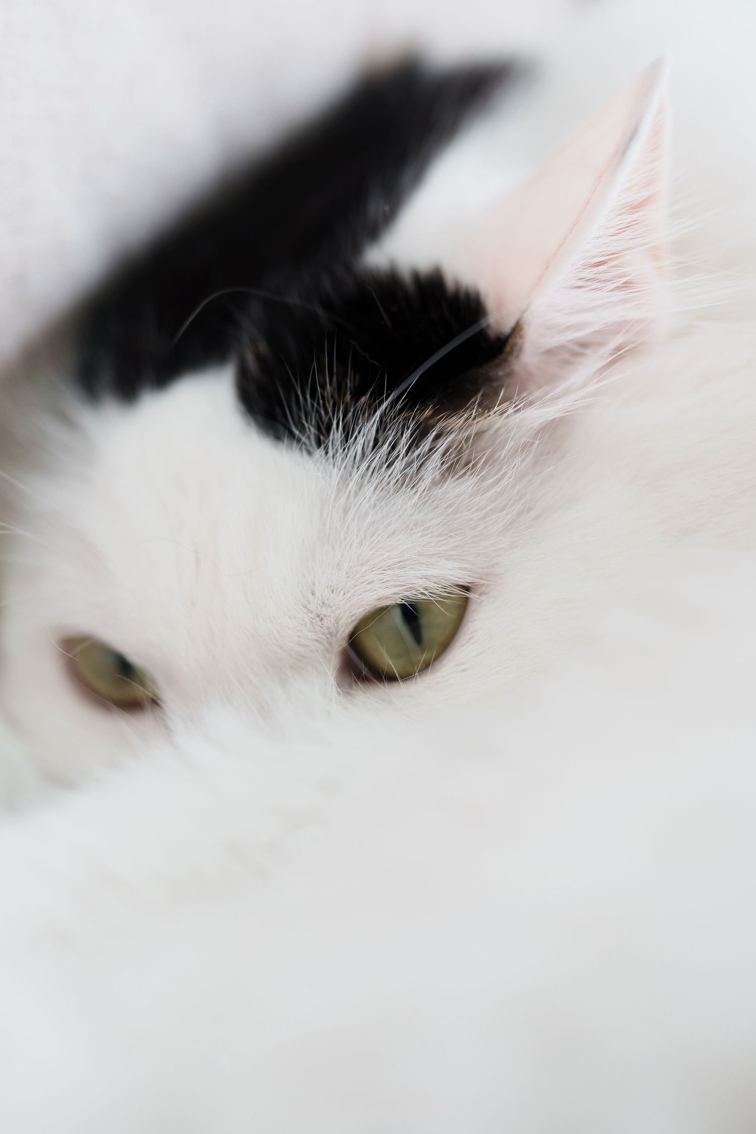Cat portrait photography showing personality and gentle expression by Wesley Yan