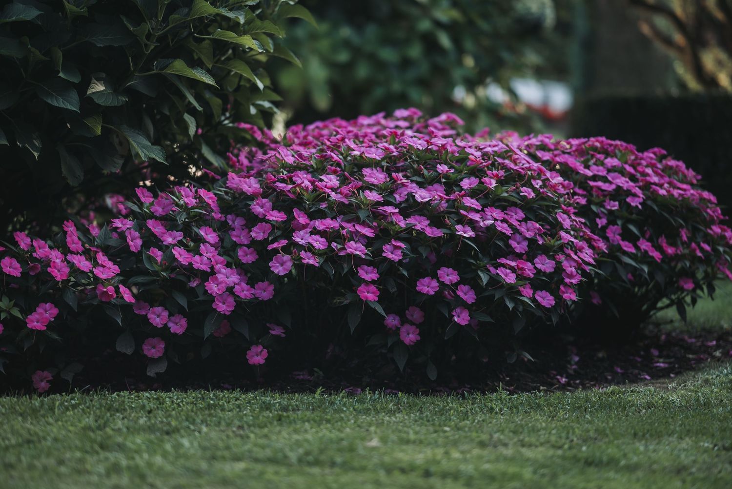 A row of vibrant pink impatiens flowers blooming along a garden border against lush green grass and foliage.
