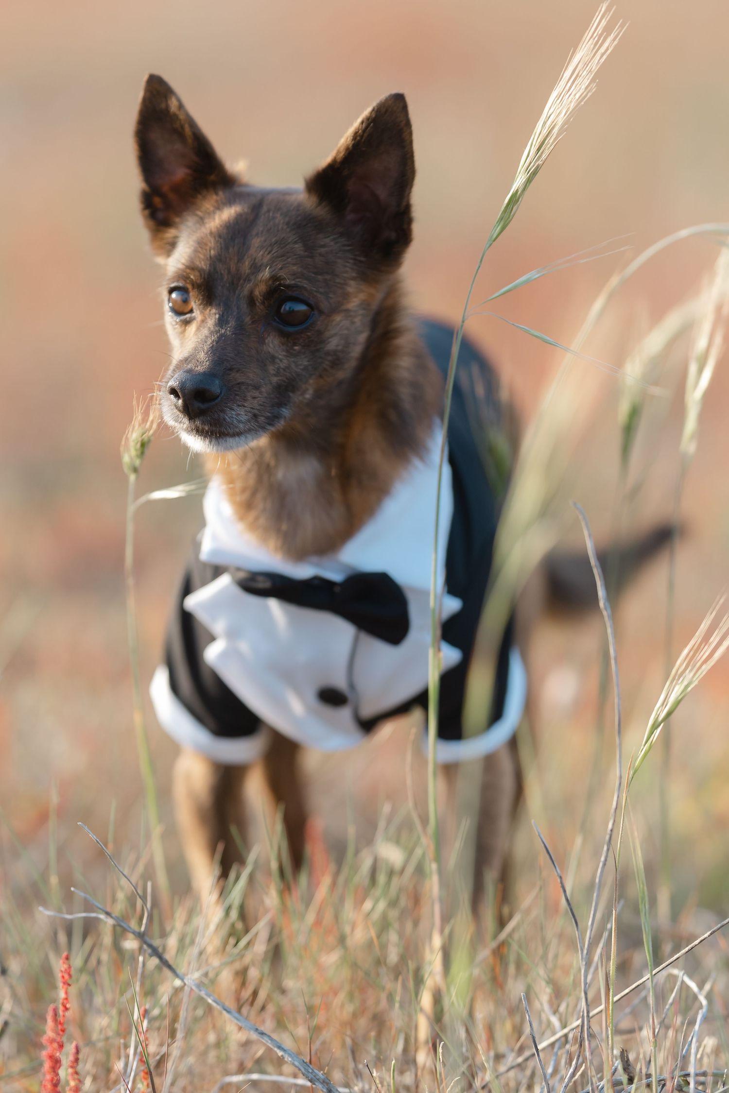 A small dog wearing a black and white tuxedo outfit stands in a field of dry grass.