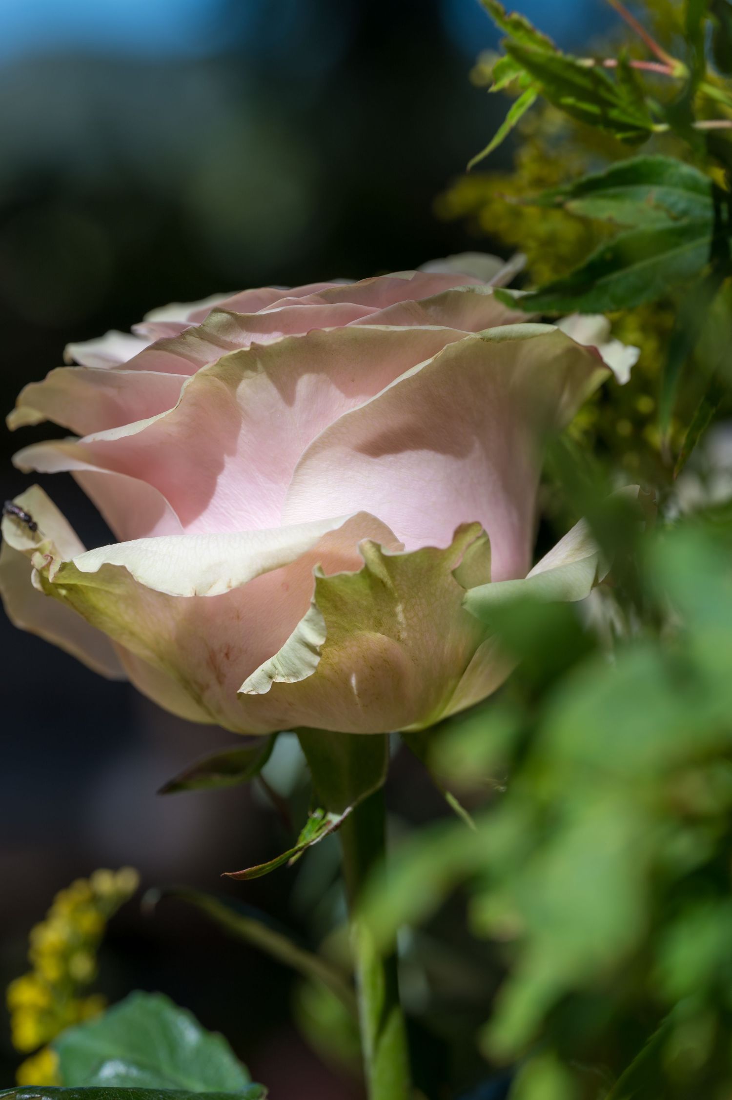 A delicate pink rose bloom with soft petals unfurls against a blurred natural background.