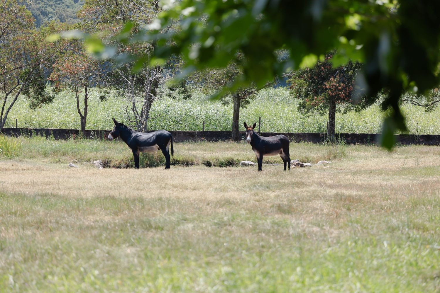 Black and white goats graze in a sunny meadow with scattered trees and green grass in the background.