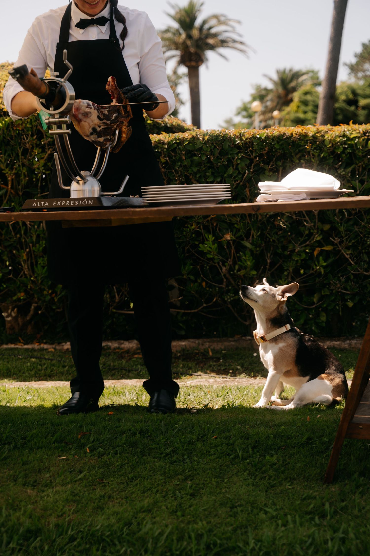 A server in black attire stands on grass while serving food to a small white dog sitting nearby.