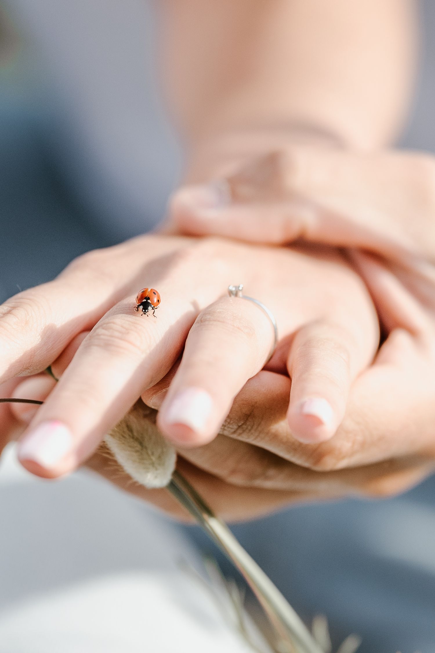A sequence of close-up shots showing a small ladybug crawling across someone's fingers against a soft blurred background.