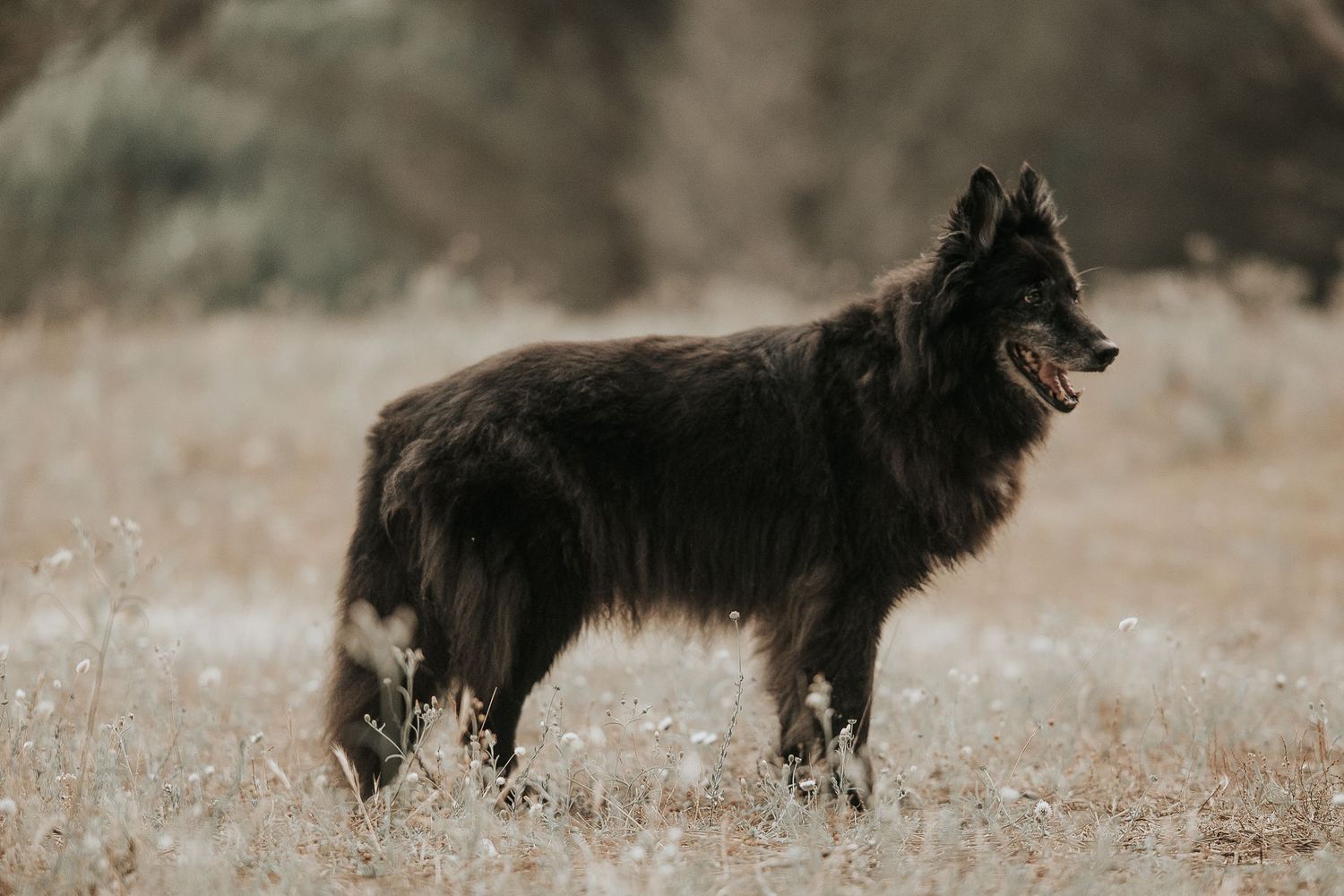 A black Border Collie dog running through a grassy field on a sunny day.