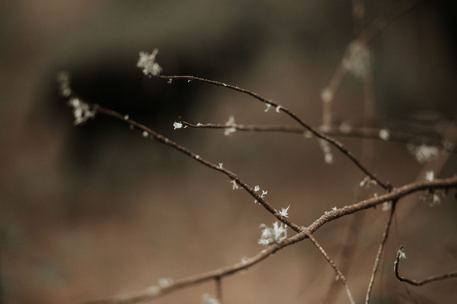 Delicate white blossoms on bare tree branches against a soft blurred background.