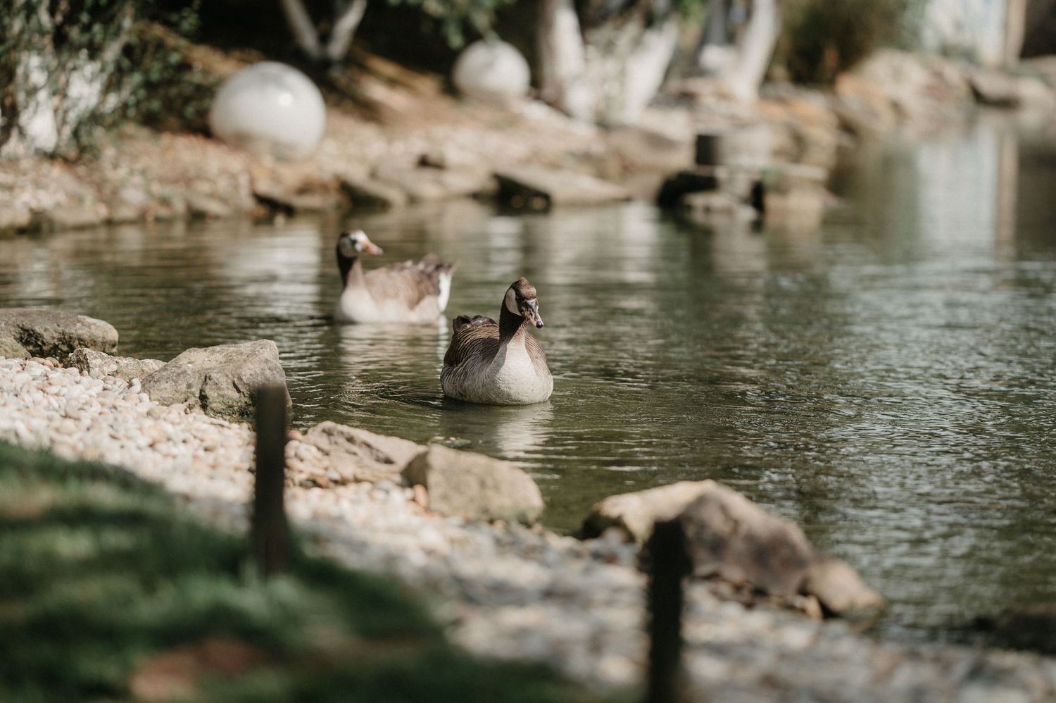 Stone-lined pond with natural landscaping in an outdoor wedding venue setting.