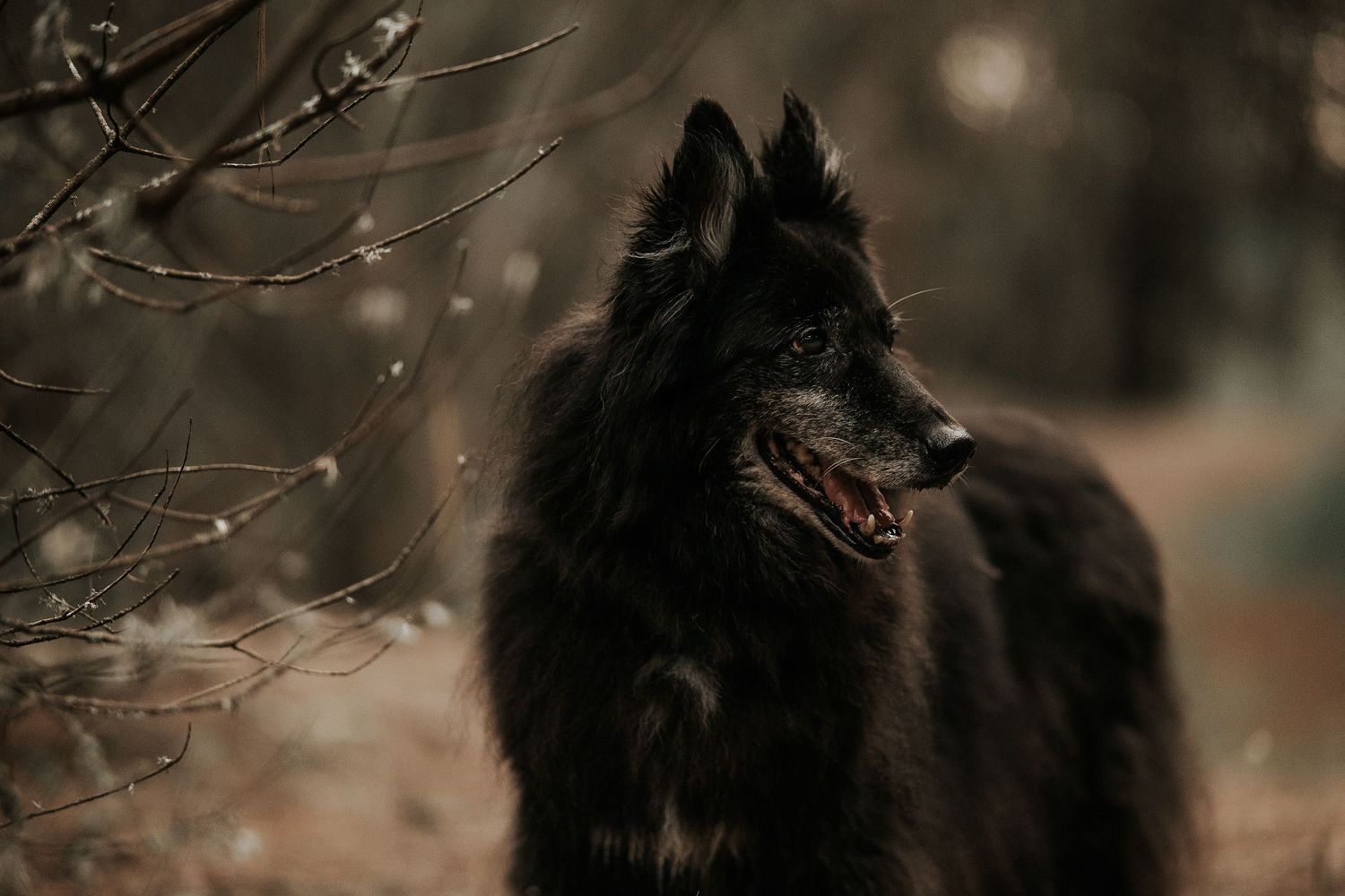 A black wolf stands alert in a snowy winter forest setting with bare branches in the background.