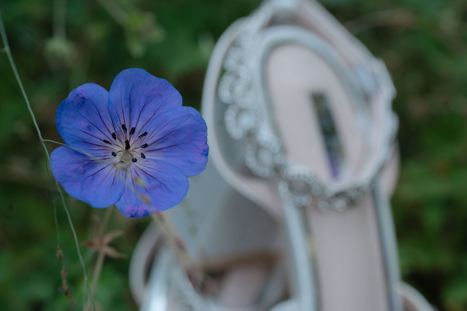 A delicate blue geranium flower blooms in a garden with soft natural lighting and green foliage background.