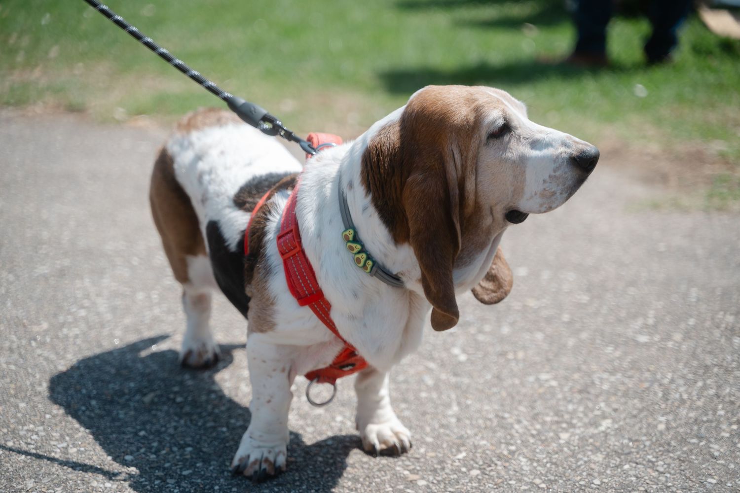Basset hound dogs on leashes walking along a paved pathway on a sunny day.