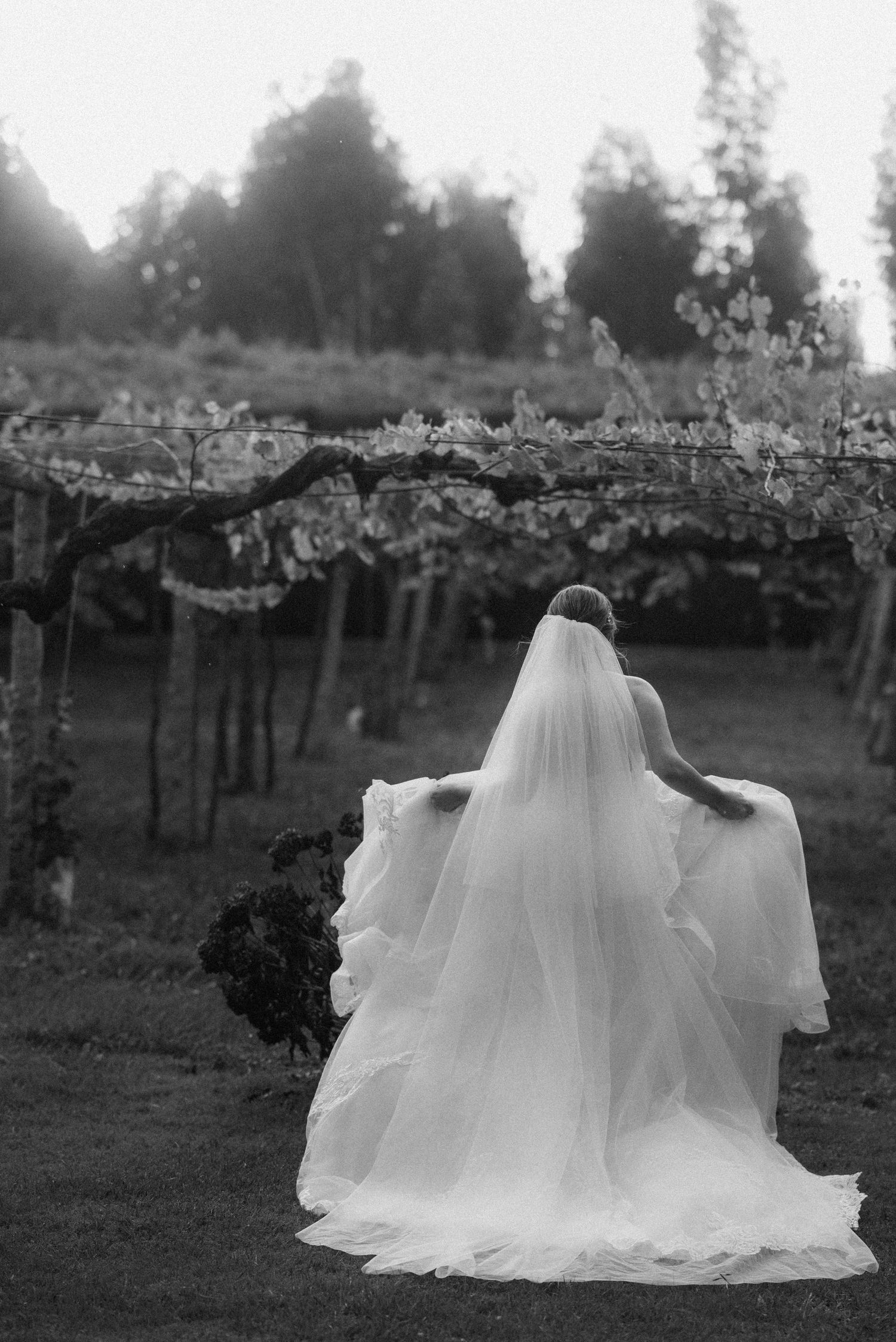 A flowing white wedding dress and veil silhouetted against a vineyard backdrop in black and white.