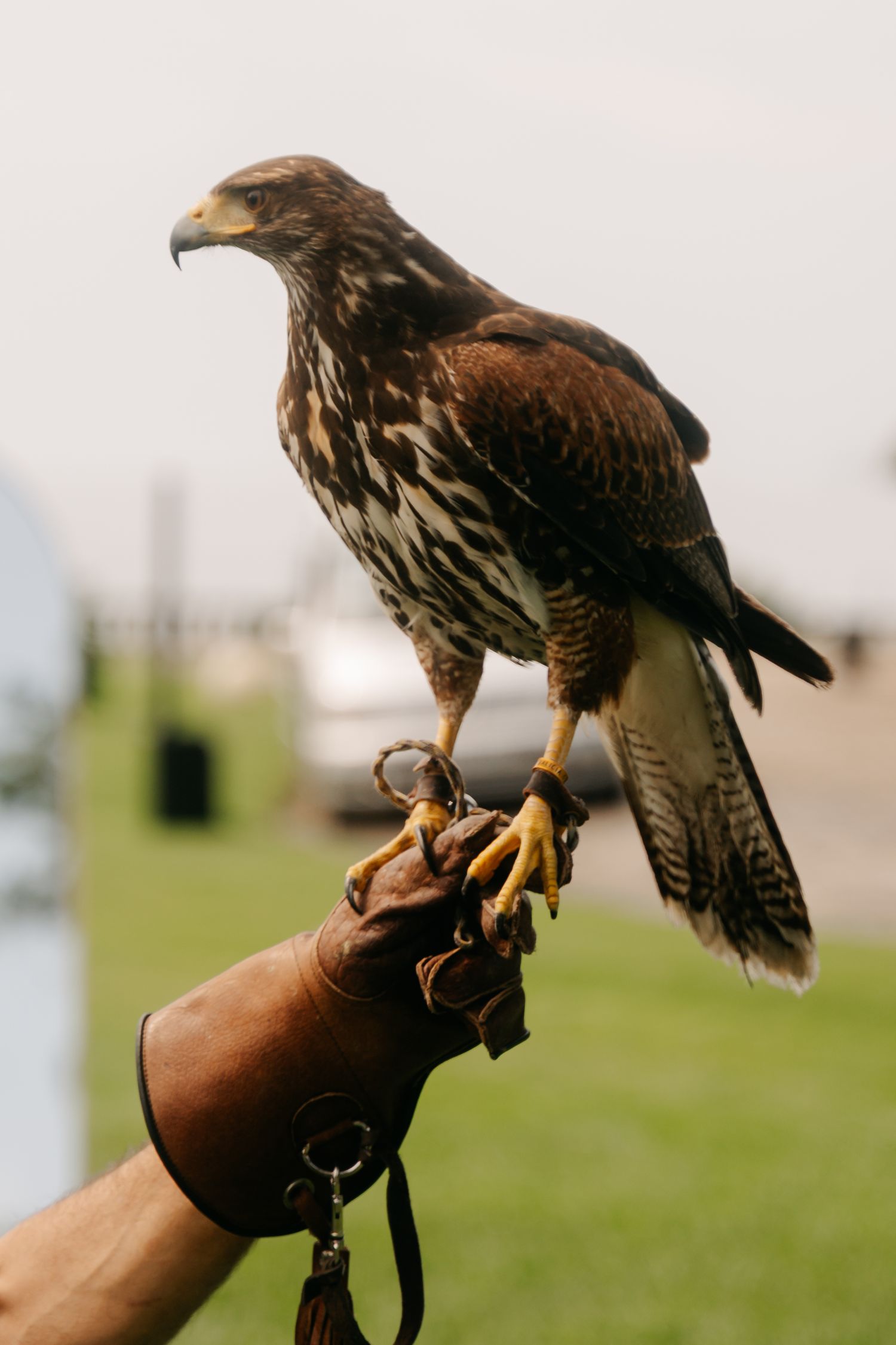 A majestic hawk perches on a falconer's leather gloved hand against a blurred outdoor background.