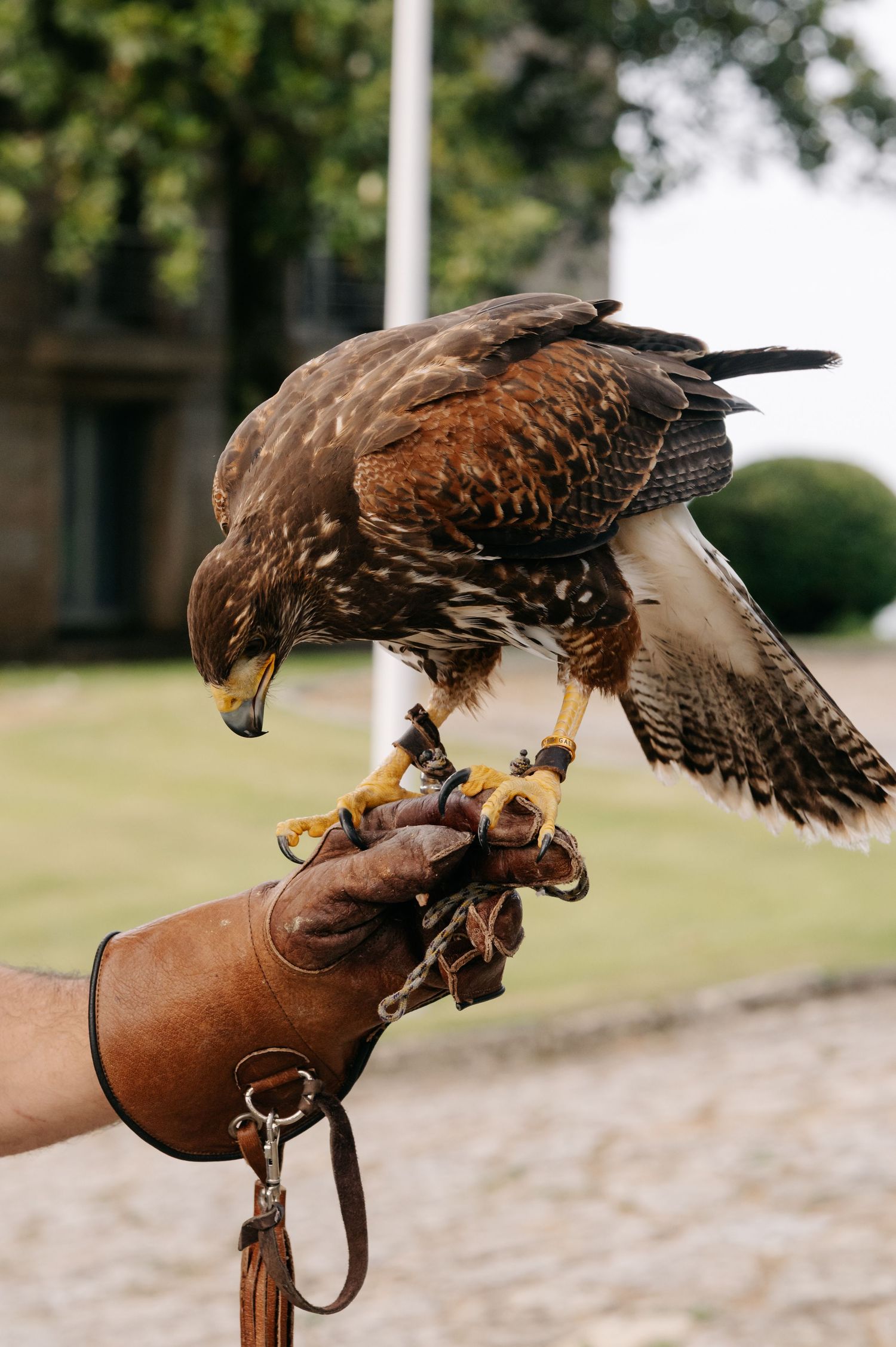 A trained hawk perches on a leather falconry glove in an outdoor setting with trees and grass in the background.