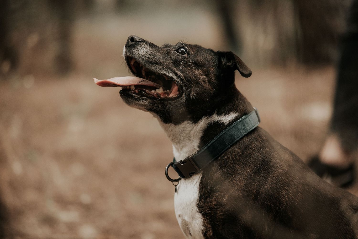 A black dog with a leash looks on as a couple shares an intimate moment in a wooded area.