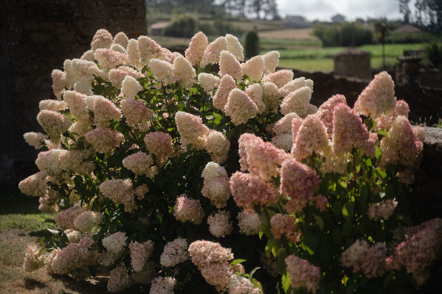 A row of lush pink hydrangea bushes blooming in a garden landscape with trees in the background.