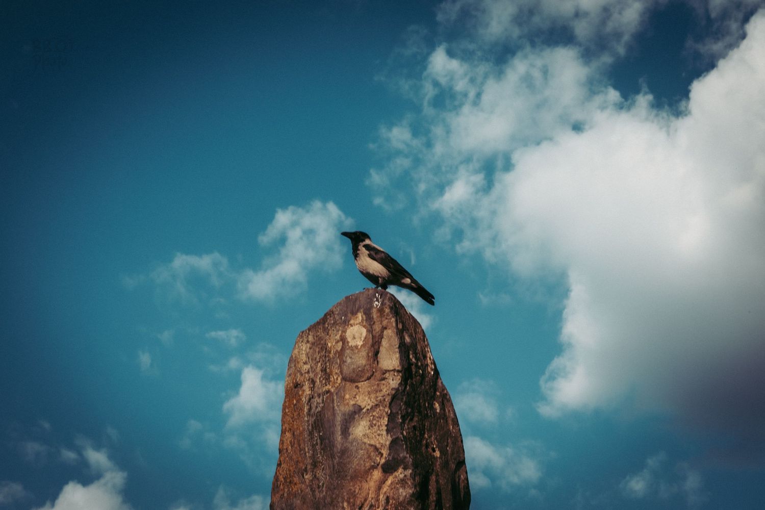 A hooded crow perched on top of a weathered stone pillar against a vivid blue sky with white clouds.